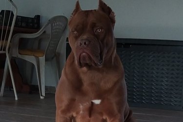 Bandog kiskutyák eladók