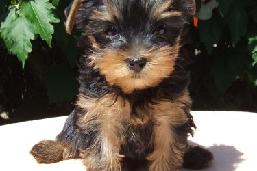 Yorkshire terrier kölykök eladók