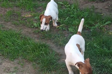 Jack Russel Terrier
