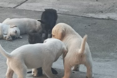 Labrador kiskutya