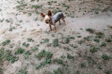 Mini yorkie