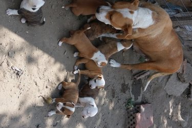 Amstaff