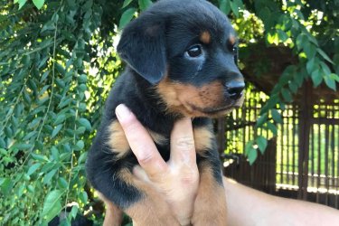 Eladó fajta tiszta Rottweiler szuka 10 hetes oltva, féregtelenítve