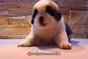 Fajtatiszta Bernáthegyi Kiskutyák Tenyésztőtől 