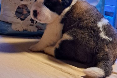 Eladó Gyönyörű, Minőségi Szent Bernáthegyi Kiskutyák – Családbarát, Garanciával!

Tenyészetünkből származó, genetikai és örökletes betegségekre alaposan szűrt szülőktől kínálunk egészséges, szeretettel nevelt bernáthegyi kölyköket – szukákat és kanokat egyaránt.

???? Maximálisan szocializált, boldog kiskutyák várják új családjukat.
???? Külső és belső paraziták ellen teljes körű féregtelenítésen estek át valós, hatékony program szerint.
???? Magas minőségű, számukra megfelelő táplálással, mint a szülők, így biztosítjuk fejlődésüket és egészségüket.
???? A szülők törzskönyvezettek, fajtatiszták – így a kicsik is teljes értékű bernáthegyi babák.
???? Tenyésztői garanciát vállalunk minden kölyökre, és minden jó tanáccsal, támogatással segítünk az új gazdiknak.
???? Kiskutyáink kizárólag felelős, szerető otthonokba kerülnek, ahol családtagként várják őket.

Ha egy igazán különleges, szeretetteljes bernáthegyi kiskutyára vágysz, keress minket bizalommal!

???? Telefon: 0630 823 9409