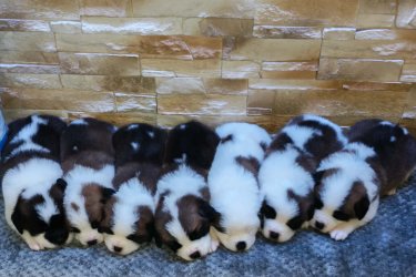 Bernáthegyi kiskutyák