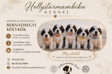 Eladó Bernáthegyi kiskutyák