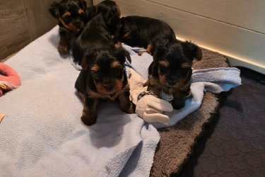 5 hetes yorki kisfiúk új csaladba költöznének Karácsony és Újév között, oltva és  féregtelenítve .