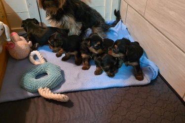 5 hetes yorki kisfiúk új csaladba költöznének Karácsony és Újév között, oltva és  féregtelenítve .