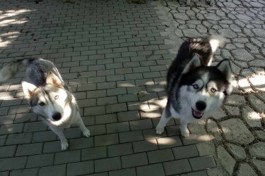 Szibériai Husky kiskutyák előjegyezhetőek