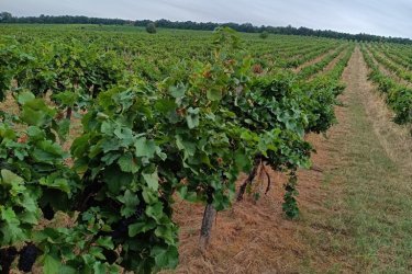 Eladó 11.700 m2-es szőlő ültetvény Szendehelyen. 