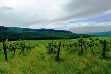 Eladásra kínálok Szendehelyen a Naszály hegy (mészkő) lábánál található, “Új föld” szőlős területen lévő, 11. 700 m2-es Zweigelt fajtával beültetett szőlőterület.

A szőlő ültetvény 11.700 m2(25. 93 Arany Korona értékű) mezőgazdasági területen található.

A mezőgazdasági terület szélessége30 méter, hosszúsága390 méter.

Megvásárlása esetén a mezőgazdasági területekre vonatkozó szabályok vonatkoznak.

Mivel a terület nagysága eléri az 1 hektárt, így az végzettség és gazdálkodói igazolvány szükséges a megvásárlásához!

A terület jellemzői:

Szendehely, a Felső-Magyarország Borrégióhoz tartozik, ezen belül pedig a Mátrai borvidékhez.

A többi régióhoz képest itt hűvösebb a klíma, kevesebb a csapadék és változatos a talajadottság, ami a borok frissességét, gyümölcsös illatát eredményezi.
Ajánlom olyan személynek vagy kisebb vállalkozásnak, aki szőlőműveléssel szeretne foglalkozni.

REMEK LEHETŐSÉG!

Ár: 4. 500. 000.-Ft ALKU NINCS!

További információért és a megtekintéssel kapcsolatban, várom megtisztelő hívását!

Amiben még segíteni tudok:

– ha a vásárláshoz még el kell adnia ingatlanát
– energetikai tanúsítvány készítése 72 órán belül
– ingyenes hitelügyintézés
– jogi háttér
– földhivatali ügyintézés
– értékbecslés, piaci ármeghatározás
– költöztetés, lomtalanítás
– ajánlatok küldése e-mailben országos adatbázisból.

Tel: +36705581160