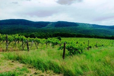 Eladásra kínálok Szendehelyen a Naszály hegy (mészkő) lábánál található, “Új föld” szőlős területen lévő, 11. 700 m2-es Zweigelt fajtával beültetett szőlőterület.

A szőlő ültetvény 11.700 m2(25. 93 Arany Korona értékű) mezőgazdasági területen található.

A mezőgazdasági terület szélessége30 méter, hosszúsága390 méter.

Megvásárlása esetén a mezőgazdasági területekre vonatkozó szabályok vonatkoznak.

Mivel a terület nagysága eléri az 1 hektárt, így az végzettség és gazdálkodói igazolvány szükséges a megvásárlásához!

A terület jellemzői:

Szendehely, a Felső-Magyarország Borrégióhoz tartozik, ezen belül pedig a Mátrai borvidékhez.

A többi régióhoz képest itt hűvösebb a klíma, kevesebb a csapadék és változatos a talajadottság, ami a borok frissességét, gyümölcsös illatát eredményezi.
Ajánlom olyan személynek vagy kisebb vállalkozásnak, aki szőlőműveléssel szeretne foglalkozni.

REMEK LEHETŐSÉG!

Ár: 4. 500. 000.-Ft ALKU NINCS!

További információért és a megtekintéssel kapcsolatban, várom megtisztelő hívását!

Amiben még segíteni tudok:

– ha a vásárláshoz még el kell adnia ingatlanát
– energetikai tanúsítvány készítése 72 órán belül
– ingyenes hitelügyintézés
– jogi háttér
– földhivatali ügyintézés
– értékbecslés, piaci ármeghatározás
– költöztetés, lomtalanítás
– ajánlatok küldése e-mailben országos adatbázisból.

Tel: +36705581160