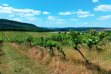 Eladásra kínálok Szendehelyen a Naszály hegy (mészkő) lábánál található, “Új föld” szőlős területen lévő, 11. 700 m2-es Zweigelt fajtával beültetett szőlőterület.

A szőlő ültetvény 11.700 m2(25. 93 Arany Korona értékű) mezőgazdasági területen található.

A mezőgazdasági terület szélessége30 méter, hosszúsága390 méter.

Megvásárlása esetén a mezőgazdasági területekre vonatkozó szabályok vonatkoznak.

Mivel a terület nagysága eléri az 1 hektárt, így az végzettség és gazdálkodói igazolvány szükséges a megvásárlásához!

A terület jellemzői:

Szendehely, a Felső-Magyarország Borrégióhoz tartozik, ezen belül pedig a Mátrai borvidékhez.

A többi régióhoz képest itt hűvösebb a klíma, kevesebb a csapadék és változatos a talajadottság, ami a borok frissességét, gyümölcsös illatát eredményezi.
Ajánlom olyan személynek vagy kisebb vállalkozásnak, aki szőlőműveléssel szeretne foglalkozni.

REMEK LEHETŐSÉG!

Ár: 4. 500. 000.-Ft ALKU NINCS!

További információért és a megtekintéssel kapcsolatban, várom megtisztelő hívását!

Amiben még segíteni tudok:

– ha a vásárláshoz még el kell adnia ingatlanát
– energetikai tanúsítvány készítése 72 órán belül
– ingyenes hitelügyintézés
– jogi háttér
– földhivatali ügyintézés
– értékbecslés, piaci ármeghatározás
– költöztetés, lomtalanítás
– ajánlatok küldése e-mailben országos adatbázisból.

Tel: +36705581160