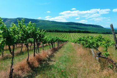 Eladásra kínálok Szendehelyen a Naszály hegy (mészkő) lábánál található, “Új föld” szőlős területen lévő, 11. 700 m2-es Zweigelt fajtával beültetett szőlőterület.

A szőlő ültetvény 11.700 m2(25. 93 Arany Korona értékű) mezőgazdasági területen található.

A mezőgazdasági terület szélessége30 méter, hosszúsága390 méter.

Megvásárlása esetén a mezőgazdasági területekre vonatkozó szabályok vonatkoznak.

Mivel a terület nagysága eléri az 1 hektárt, így az végzettség és gazdálkodói igazolvány szükséges a megvásárlásához!

A terület jellemzői:

Szendehely, a Felső-Magyarország Borrégióhoz tartozik, ezen belül pedig a Mátrai borvidékhez.

A többi régióhoz képest itt hűvösebb a klíma, kevesebb a csapadék és változatos a talajadottság, ami a borok frissességét, gyümölcsös illatát eredményezi.
Ajánlom olyan személynek vagy kisebb vállalkozásnak, aki szőlőműveléssel szeretne foglalkozni.

REMEK LEHETŐSÉG!

Ár: 4. 500. 000.-Ft ALKU NINCS!

További információért és a megtekintéssel kapcsolatban, várom megtisztelő hívását!

Amiben még segíteni tudok:

– ha a vásárláshoz még el kell adnia ingatlanát
– energetikai tanúsítvány készítése 72 órán belül
– ingyenes hitelügyintézés
– jogi háttér
– földhivatali ügyintézés
– értékbecslés, piaci ármeghatározás
– költöztetés, lomtalanítás
– ajánlatok küldése e-mailben országos adatbázisból.

Tel: +36705581160