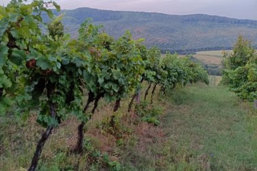 Eladó 17.600 m2-es szőlő ültetvény Szendehelyen.

Eladásra kínálok Szendehelyen a Naszály hegy (mészkő) lábánál található, “Öreg szőlő” területen lévő, 17. 600 m2-es Zweigelt fajtával beültetett szőlőterület.

A szőlő ültetvény két helyrajzi számon 5. 800 m2 (10. 13 Arany Korona értékű) valamint 11. 800 m2 (32. 64 Arany Korona értékű) egybefüggően található. 
Összesen: 17. 600 m2-en. 

A mezőgazdasági terület szélessége 52 méter, hosszúsága 338 méter.
A szőlős folyamatosan művelve. 

A terület jellemzői: 

Szendehely, a Felső-Magyarország Borrégióhoz tartozik, ezen belül pedig a Mátrai borvidékhez.
A többi régióhoz képest itt hűvösebb a klíma, kevesebb a csapadék és változatos a talajadottság, ami a borok frissességét, gyümölcsös illatát eredményezi.

Ajánlom olyan személynek vagy kisebb vállalkozásnak, aki szőlőműveléssel szeretne foglalkozni.

REMEK LEHETŐSÉG!

Ár: 5. 500. 000.-Ft

További információért és a megtekintéssel kapcsolatban, várom megtisztelő hívását!

Amiben még segíteni tudok:

- ha a vásárláshoz még el kell adnia ingatlanát
- energetikai tanúsítvány készítése 72 órán belül
- ingyenes hitelügyintézés
- jogi háttér
- földhivatali ügyintézés
- értékbecslés, piaci ármeghatározás
- költöztetés, lomtalanítás
- ajánlatok küldése e-mailben országos adatbázisból.

Tel: +36705581160
