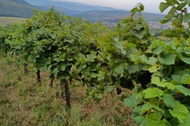 Eladó 17.600 m2-es szőlő ültetvény Szendehelyen. 