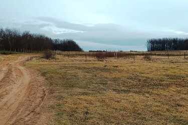 Eladásra kínálok 1313 m2-es és 1314 m2-es egymás mellett elhelyezkedő MK-1 besorolású mezőgazdasági telket, Őrbottyán határában Csomád felé az Öreg szőlőkben.

A két telek egyben is megvásárolható.
A telek szélessége 26. 5 méter, hossza 50 méter.

A természet közelségét is biztosítja, így ideális helyszín lehet egy lakható, gazdasági épület kialakításához, állattartáshoz, növénytermesztéshez.

Az Mk-1 jelű kertes mezőgazdasági övezet övezeti paraméterei:

1/ beépítési mód szabadon álló,
2/ beépíthető telek legkisebb területe 720 méter
3/ a legnagyobb beépítettség terepszint felett 3%,
4/ a legnagyobb beépítettség terepszint alatt 3%,
5/ a legnagyobb épületmagasság 5,0 méter,
6/ az előkert legkisebb mérete 5 méter,
7/ Az oldalkert legkisebb mérete 4 méter

A közlekedési lehetőségek nagyon kedvezőek, a város jól megközelíthető autóval, és a közeli tömegközlekedési lehetőségeknek köszönhetően a főváros is könnyen elérhető. A környék infrastruktúrája folyamatosan fejlődik, így a jövőbeni beruházások és a település növekedése biztosítja, hogy a telek értéke csak növekedni fog az elkövetkező években.
Ajánlom Önnek ezt a rendkívüli lehetőséget, Őrbottyán infrastruktúrája állandóan fejlődik.
A település növekedése biztosítja, hogy a telek értéke növekedni fog az elkövetkezendő időben.
A mezőgazdasági telek tehermentes, a földtörvény hatálya alá esik, kifüggesztés köteles!

Telek ár: 10. 000. 000.-Ft / darab

További információért és a megtekintéssel kapcsolatban, várom megtisztelő hívását!


Amiben még segíteni tudok:
- ha a vásárláshoz még el kell adnia ingatlanát
- energetikai tanúsítvány készítése 72 órán belül
- ingyenes hitelügyintézés
- jogi háttér
- földhivatali ügyintézés
- értékbecslés, piaci ármeghatározás
- költöztetés, lomtalanítás
- ajánlatok küldése e-mailben országos adatbázisból.

Tel: +36705581160