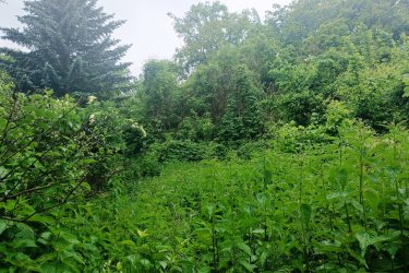 Eladó 10.403 m2-es zártkerti gyümölcsös és szántó Vác Gombás dűlőben.

Vác - Gombás dűlő részén a Szarvasbogár utcában, eladásra kínálok 10. 403 m2-es zártkerti telket, tulajdoni lap szerint Zártkert, gyümölcsös rendezetlen funkciójú épület és szántó megnevezésű ingatlan. 
A terület a város felől a Gombási útról közelíthető meg, Gombásnál lekanyarodva murvás úton autóval megközelíthető. (még esős időben is).
Az egy helyrajzi számú telken 5676 m2-es gyümölcsös és 4727 m2-es szántó található.

A telek alsó része kb. 50 méter hosszúságban lapos terület, majd onnan fokozatosan emelkedik és a felső részen szintén lapos (ahonnan csodálatos panorámás kilátás nyílik a Dunakanyarra és Vác városára. 
A telek beépíthetősége 3 %, a telken gyűrűs kút van és a szélén található villanyoszlopról az áram bevezethető.
A telek szélessége 50 méter és a hosszúsága 208 méter.

A földúton megközelíthető telket az elmúlt években nem kezelték, így a terület megritkítása a leendő tulajdonosra vár.

A Szarvasbogár utcában állandó családok is laknak, nagyon jó összetartó közösséggel.
5 perc gyalogos távolságra a buszmegállótól, autóval közlekedve pedig szintén 5 perc alatt megközelíthető Vác központja. 

A telek méretéből adódóan kiváló lehetőség rejlik, akár bio gazdaság, mezőgazdasági vállalkozás, nyaraló vagy tanya kialakításra.

Irányár: 18. 500. 000.-Ft

további információért és a megtekintéssel kapcsolatban, várom megtisztelő hívását!

Amiben még segíteni tudok:

  ha a vásárláshoz még el kell adnia ingatlanát
  energetikai tanúsítvány készítése 72 órán belül
  ingyenes hitelügyintézés
  jogi háttér
  földhivatali ügyintézés
  értékbecslés, piaci ármeghatározás
  költöztetés, lomtalanítás
  ajánlatok küldése e-mailben országos adatbázisból.

Tel:  +36705581160
 
