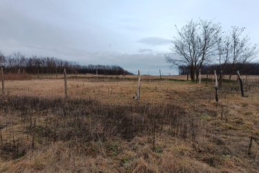 Eladásra kínálok 1314 m2-es MK-1 besorolású szántót.