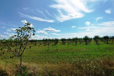 Eladó 8.2 Hektár mezőgazdasági terület Sződön.