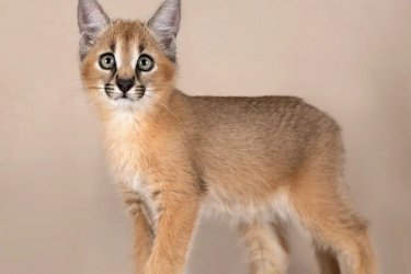 caracal és caracat cica kapható