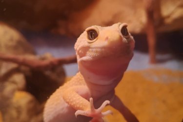 Leopárd gekko