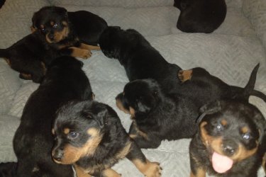 Rottweiler fajta jellegü kiskutya eladó