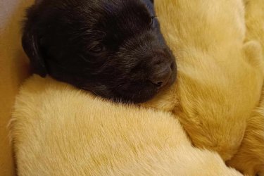 Labrador jellegű kiskutyák