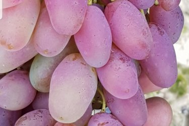 Csemege szőlővesszők eladóak nagy fajtaválasztékban. 
