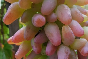 Csemege szőlővesszők eladóak nagy fajtaválasztékban. 