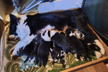 Border collie kiskutyák előjegyezhetőek!