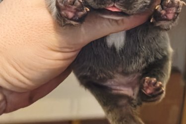 Francia bulldog kiskutyák eladók!