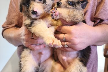 Border collie kiskutyák eladók