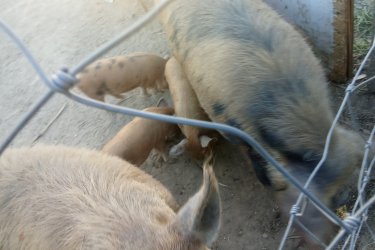 Kunekune 
