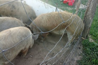 Kunekune 
Disznók
Malacók eladók Érd telefonon 06301241600