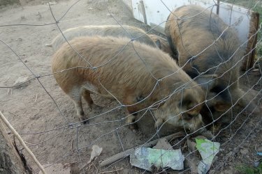 Kunekune 
Disznók
Malacók eladók Érd telefonon 06301241600