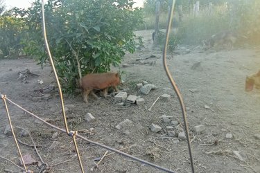 Kunekune 
Disznók
Malacók eladók Érd telefonon 06301241600