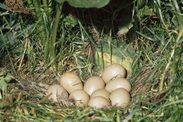 Fácán tojás eladó keltetésre alkalmas vadászfácán tojások 
150ft/db
Mocsa / Komarom Esztergom Megye/
Postázni tudom