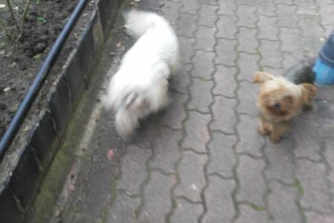 Yorkshire terrier és Máltai Selyem kiskutyák