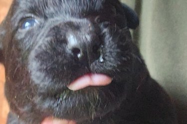 Ingyen elvihető kiskutyák  Örökbe fogadható keverék kiskutyák.
3 hetes kanok.
2en már elkeltek.
Október 6án születtek.
December 1töl vihetők.