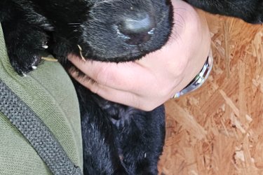 Ingyen elvihető kiskutyák  Örökbe fogadható keverék kiskutyák.
3 hetes kanok.
2en már elkeltek.
Október 6án születtek.
December 1töl vihetők.