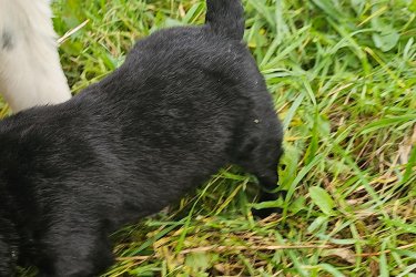 Ingyen elvihető kiskutyák  Örökbe fogadható keverék kiskutyák.
3 hetes kanok.
2en már elkeltek.
Október 6án születtek.
December 1töl vihetők.