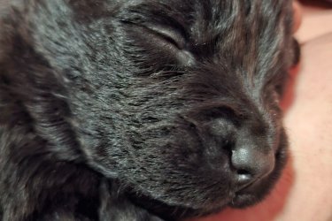 Ingyen elvihető kiskutyák 