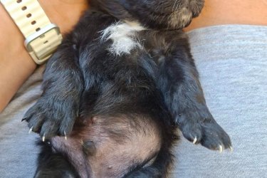 Örökbe fogadható keverék kiskutyák.&#13;&#10;3 hetes kanok.&#13;&#10;2en már elkeltek.&#13;&#10;Október 6án születtek.&#13;&#10;December 1töl vihetők.