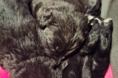 Örökbe fogadható keverék kiskutyák.&#13;&#10;3 hetes kanok.&#13;&#10;2en már elkeltek.&#13;&#10;Október 6án születtek.&#13;&#10;December 1töl vihetők.