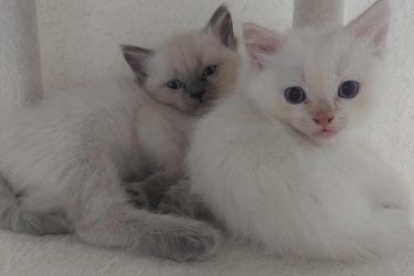 Eladó 4db Ragdoll cica (2 lány és 2 fiú), jelenleg 8 hetesek, Blue Lynx Point anyától és Blue point apától.

A jelenlegi színárnyalat alapján, 1 blue point, 1 red point és 2 blue lynx point cicák lesznek.

10 hetesen költözhetnek új családba, koruknak megfelelő oltással, féregtelenítve. A szülőkről és az előző alomból való referencia képekért is tudtok érdeklődni, sajnos limitált mennyiségű képet lehet ide feltölteni, így csak a cicákra fókuszáltam. Hetente frissítem a képeket.

email: roninfejlec@gmail.com 
További információért keressetek bátran!