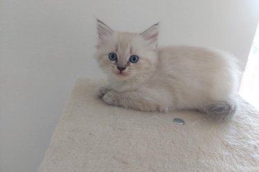 Eladó 4db Ragdoll cica (2 lány és 2 fiú), jelenleg 8 hetesek, Blue Lynx Point anyától és Blue point apától.

A jelenlegi színárnyalat alapján, 1 blue point, 1 red point és 2 blue lynx point cicák lesznek.

10 hetesen költözhetnek új családba, koruknak megfelelő oltással, féregtelenítve. A szülőkről és az előző alomból való referencia képekért is tudtok érdeklődni, sajnos limitált mennyiségű képet lehet ide feltölteni, így csak a cicákra fókuszáltam. Hetente frissítem a képeket.

email: roninfejlec@gmail.com 
További információért keressetek bátran!
