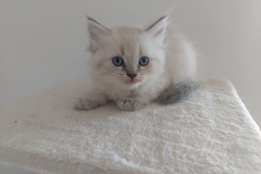 Eladó 4db Ragdoll cica (2 lány és 2 fiú), jelenleg 8 hetesek, Blue Lynx Point anyától és Blue point apától.

A jelenlegi színárnyalat alapján, 1 blue point, 1 red point és 2 blue lynx point cicák lesznek.

10 hetesen költözhetnek új családba, koruknak megfelelő oltással, féregtelenítve. A szülőkről és az előző alomból való referencia képekért is tudtok érdeklődni, sajnos limitált mennyiségű képet lehet ide feltölteni, így csak a cicákra fókuszáltam. Hetente frissítem a képeket.

email: roninfejlec@gmail.com 
További információért keressetek bátran!