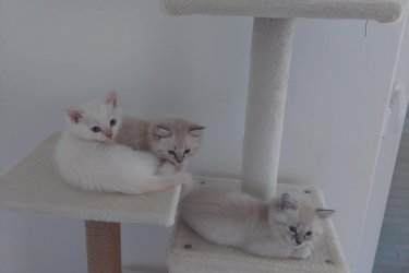 Ragdoll cica